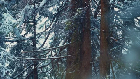 Slow Motioned Snowy Evergreen Pine Cedar Forest in Winter Stock Footage 293164739