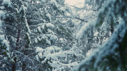 Slow Motioned Snowy Winter Forest Landscape, Snow Covered Evergreen Pines Stock Footage 293164927