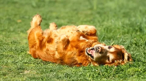 Slow motion.Happy English cocker spaniel on the grass Stock Footage 44498035
