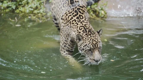 Slow motion,Leopard walking slowly down the water. Stock Footage 96367661