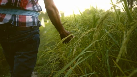 Slow motion,man hands touch the green grass in rice fields in the evening. Stock Footage 120676179