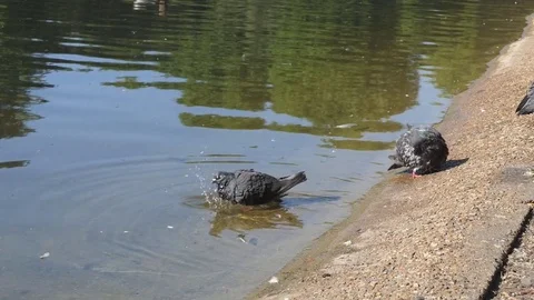 Slow Motion.Pigeon bathes in the river. Stock Footage 76975445