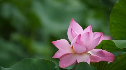 Slow motion:water drop falling down on the lotus flower in rainy day Video stock 52524717