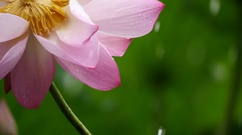 Slow motion:water drop falling down on the lotus flower in rainy day Stock Footage 52525777