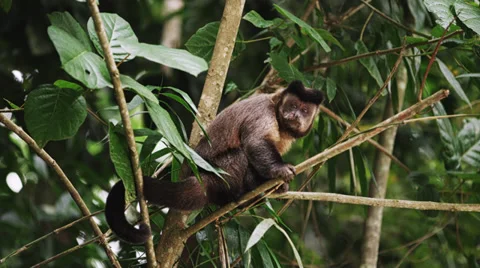 Slow moton of a capuchin monkey sitting on a tree branch licking with his Stock Footage 37220449