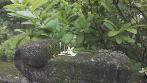 Slow move backwards of white flower petals on a stone Stock Footage 290076568
