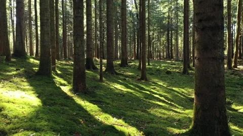 Slow move inside sunny mossy forest Stock Footage 341900315