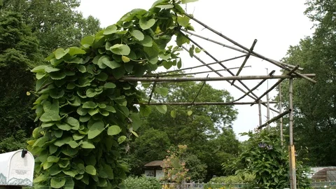 Slow move in on leaf covered garden entrance 스톡 동영상 109105987
