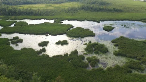 Slow move into marsh land Stock Footage 114441156