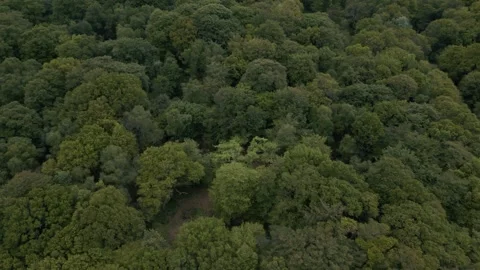 Slow move over lush forest of trees some clearings visible in the canopy Stock Footage 297173663