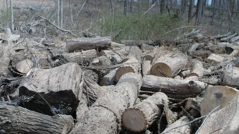 Slow move over piles of chopped wood and trees.mov Stock-Footage 106150971