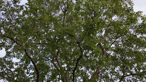 Slow move from tree trunk to the canopy, 4K Vídeos de archivo 246058003
