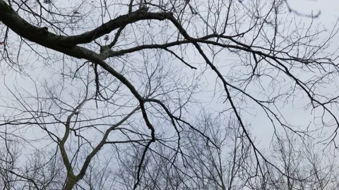 Slow move from under winter tree branches 스톡 동영상 144492675