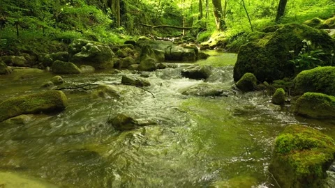 Slow movement above magic green forest river Stock Footage 337234272