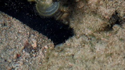 Slow Movement Across Shallow Seabed Stock-Footage 342783613