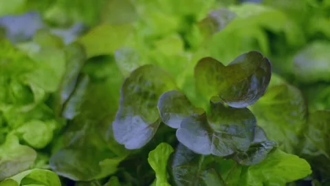 Slow movement along a bed with lettuce leaves, juicy light green salad leaves Vidéo 267673372