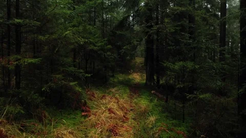 Slow movement along the path in dark forest Stock Footage 337661341