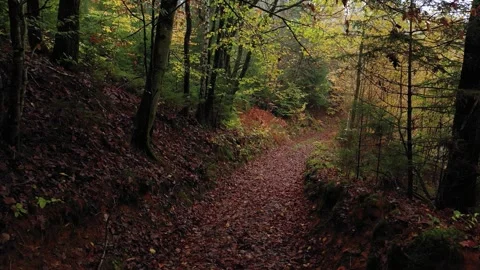 Slow movement along the path in the woods Vídeos de archivo 337661380