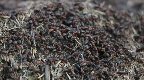 Slow movement of  ants on anthill in cool early spring weather Stock Footage 56258294