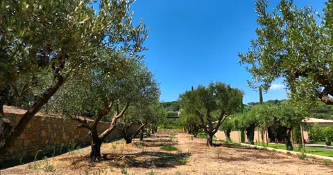 Slow movement between olive trees before harvest. Blue sky background on a sunny Stock Footage 219558019
