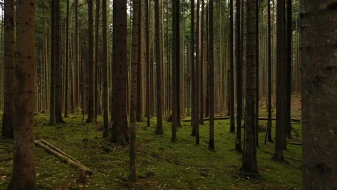 Slow movement between trees in the woods Stock Footage 226599065