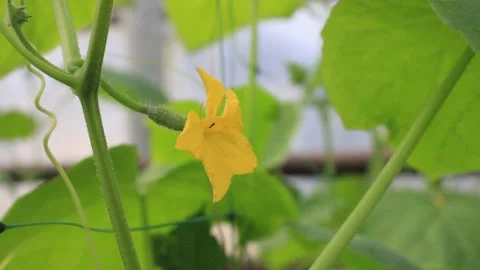 The slow movement of the cucumber flower. Stock Footage 152930576