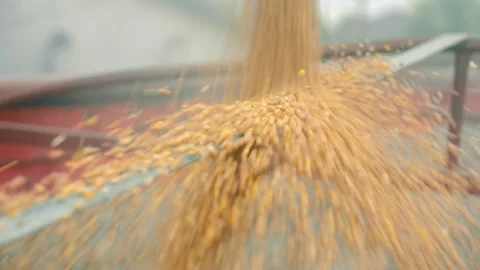 Slow movement of falling grain when loading a grain crop. Stock Footage 247244260