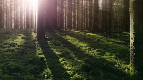 Slow movement in forest with magic sun rays Vídeos de archivo 228737029