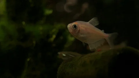 Slow movement of a goldfish inside a fish tank Stock Footage 124260594