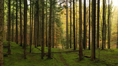 Slow movement inside beautiful summer forest Video stock 229616934
