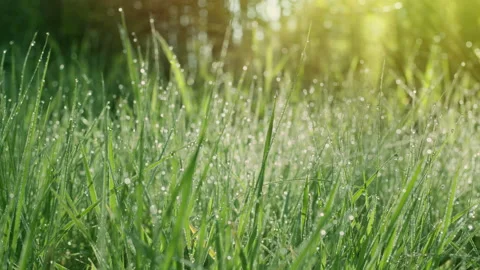 Slow movement inside green spring grass with large dew drops. Video stock 155480759