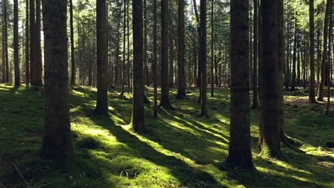 Slow movement in magic green sunny forest tree landscape Stock Footage 340590972