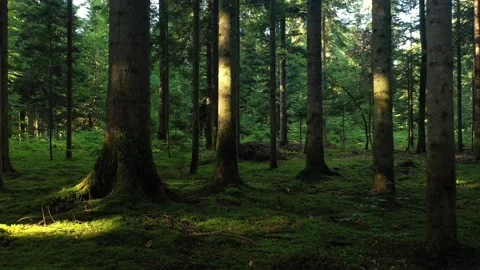Slow movement in magic mossy dark forest landscape Stock Footage 337430901