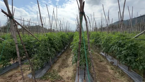 Slow movement past tomato rows with tall supports reveals plantation depth Stock Footage 329372757