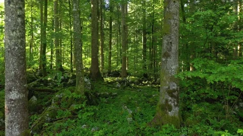Slow movement in sunny green forest landscape Stock Footage 227015331
