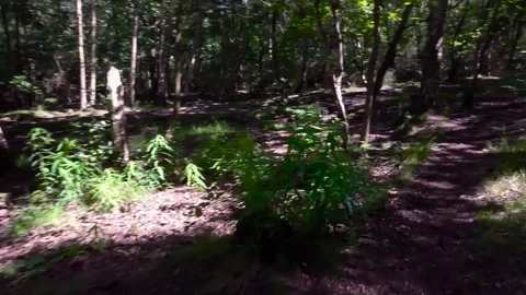 Slow movement through a forest 1, footage at a slow pace. (Color Corrected) Stock-Footage 77233484