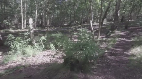 Slow movement through a forest 1, footage at a slow pace (Raw Footage in Dlog) Stock-Footage 77233487