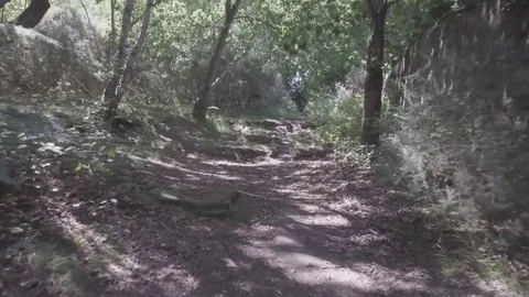 Slow movement through a forest 2, footage at a slow pace (Raw Footage in Dlog) Stock-Footage 77233364