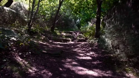 Slow movement through a forest 2, footage at a slow pace. (Color Corrected) Stock-Footage 77233365