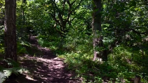 Slow movement through a forest 3, footage at a slow pace. (Color Corrected) Stock-Footage 77233522