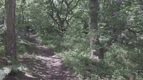 Slow movement through a forest 3, footage at a slow pace (Raw Footage in Dlog) Stock-Footage 77233524