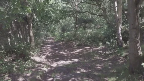 Slow movement through a forest 4, footage at a slow pace (Raw Footage in Dlog) Stock-Footage 77233629