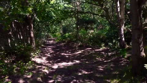 Slow movement through a forest 4, footage at a slow pace. (Color Corrected) Stock-Footage 77233630