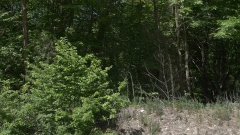 Slow movement through the forest Stock Footage 91402440
