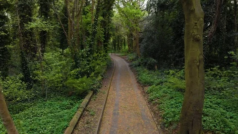 Slow movement through forest path, 4K Stock-Footage 94986477