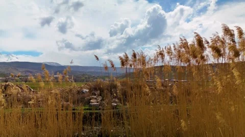 Slow Movement Through Narrow Reed Canal in Wetland Water Level POV Turkey Video stock 331526299