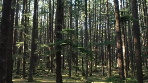 Slow movement through pine forest in Himalayas Stock Footage 250346748