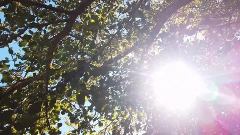 Slow movement through tree with sunlight shining through and sky and background Video stock 109017315