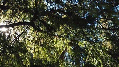 Slow movement through trees with sunlight shining through Video stock 109015833