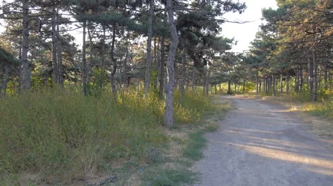 Slow movement through a Ukrainian forest with the sun shining through many trees Video stock 68570515